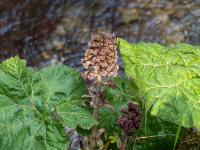 Gewöhnliche Pestwurz